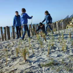 Plantation d'oyat par les enfants, pour protéger la dune